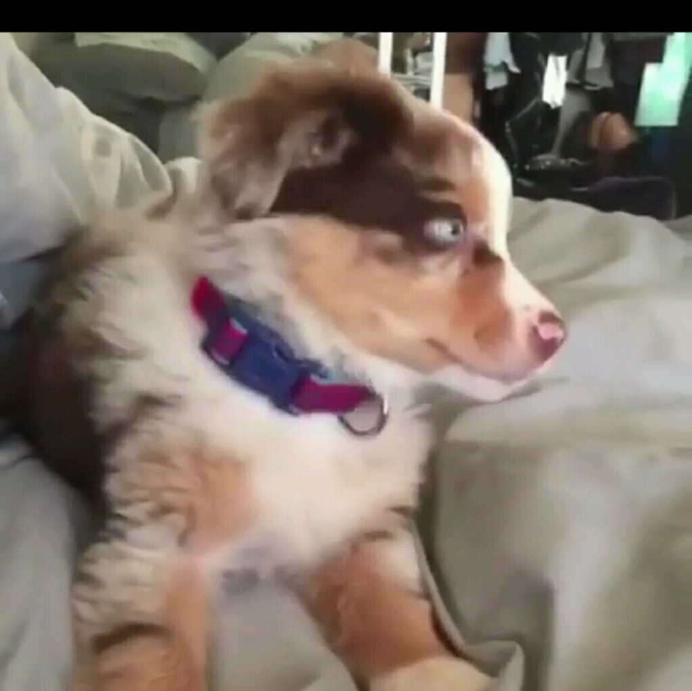 Meet your Posher, Itale